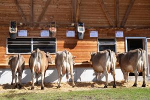 ZF Silverstar SARA Infanger Sepp Engelberg A79